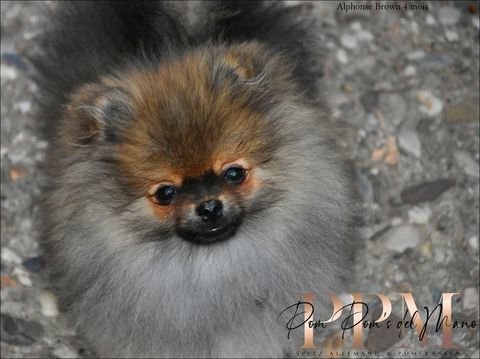 magnifiques chiots Spitz 1400 81000 Albi