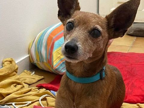 Tchoupi, mâle X Pinscher né le 01/01/2017&#128054; 380 93000 Bobigny