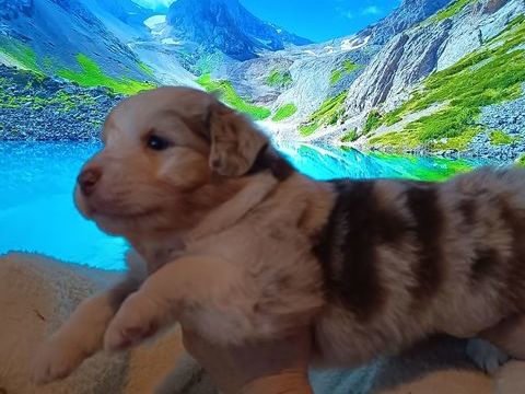 Chiots berger australien 1500 62360 Saint-�tienne-au-mont