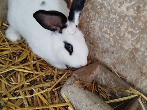 Lapin papillon francais 45 77114 Herm�