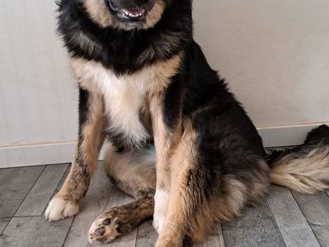 Aria crois&eacute;e n&eacute;e le 01/08/2025 320 86400 Civray