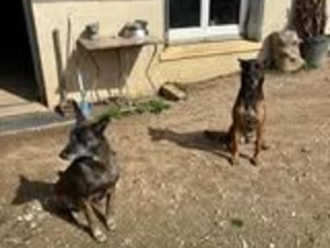 Chien WIN &agrave; l adoption 100 07100 Annonay