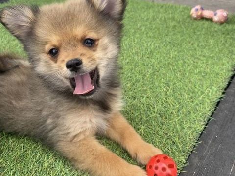 Chiot pomchi m&acirc;le 800 36230 Montipouret