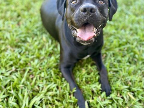 Tito, m&acirc;le crois&eacute; berger, n&eacute; le 10/02/2022 🐶 380 59000 Lille