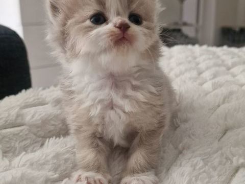Chaton Scottish fold et straight et Highland Fold 950 68200 Dornach