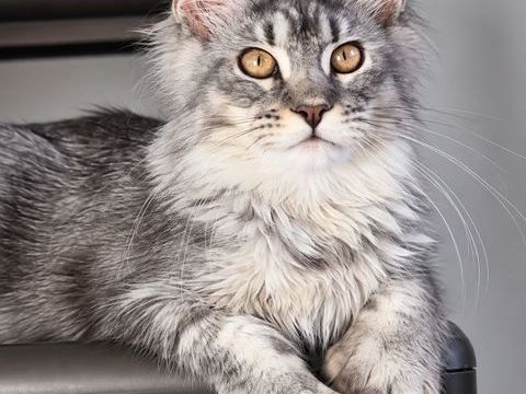 Maine coon gabarit hors normes, papattes xxl , polydactyles 1200 53220 Larchamp