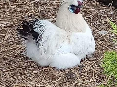 DONNE UN COQ NAiN NEGRE SOIE PURE RACE 0 62370 Nouvelle-glise