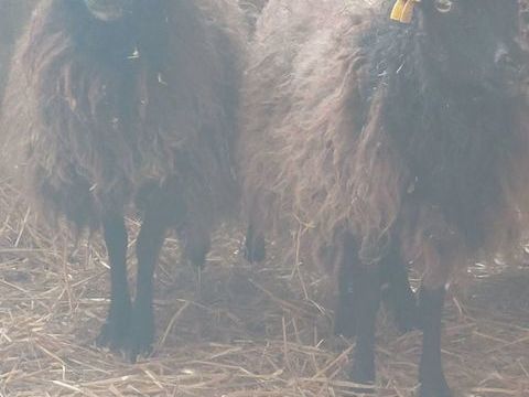 Moutons ouessant 40 76190 Yvetot