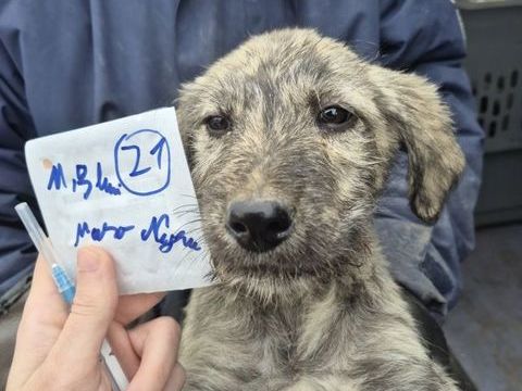 Nilam &agrave; l'adoption 320 71000 Flace les macon