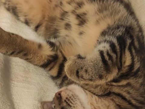 Freya,10 mois, cherche un bon foyer 195 75020 Paris