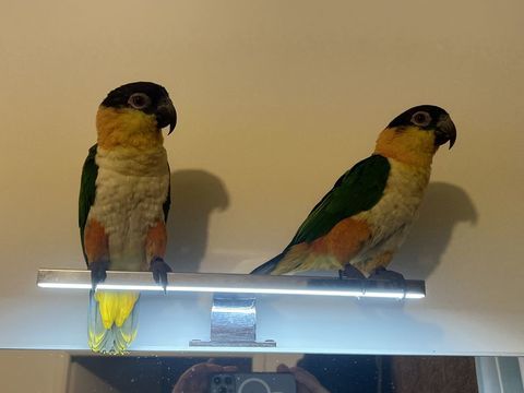 Perroquet 1000 59223 Roncq