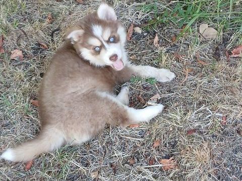 Pomsky m&acirc;le 800 24410 Festalemps