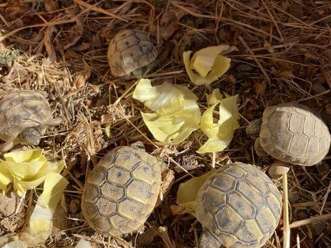 Tortue 50 11300 Limoux