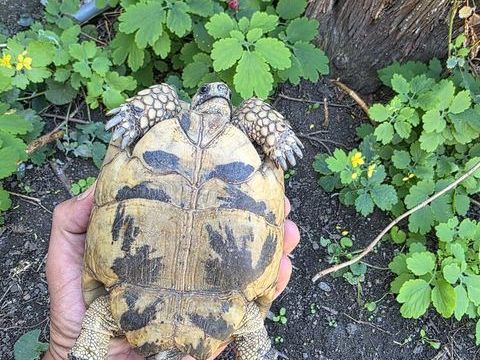 Tortue femelle 250 69190 Saint-fons