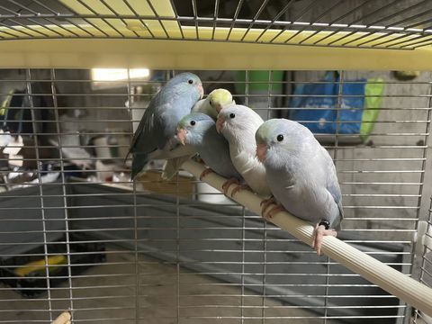 Tou&iuml; Celeste Turquoise 60 44110 Ch�teaubriant