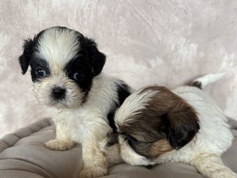 &Agrave; r&eacute;server b&eacute;b&eacute;s shih tzu de petit gabarit 850 19100 Brive-la-gaillarde