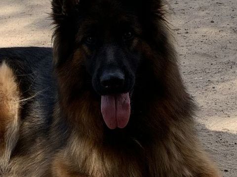 BERGER ALLEMAND POIL LONG 1000 45420 Bonny-sur-loire
