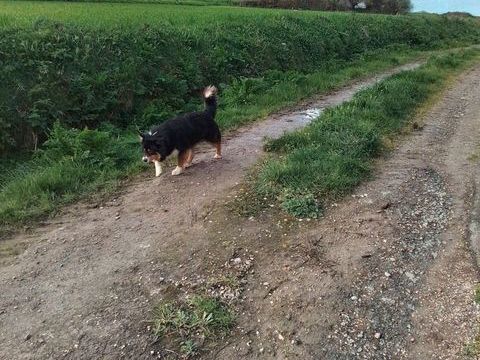 Donne berger australien. 0 22500 Paimpol