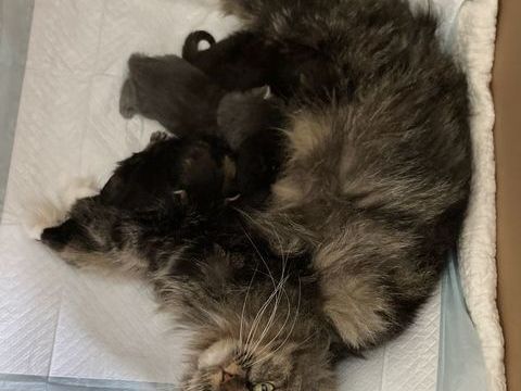 A r&eacute;server Magnifiques chatons Maine Coon crois&eacute;s Persan 700 31370 Rieumes