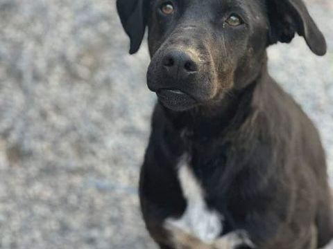 reina chien à l'adoption 350 07340 Limony