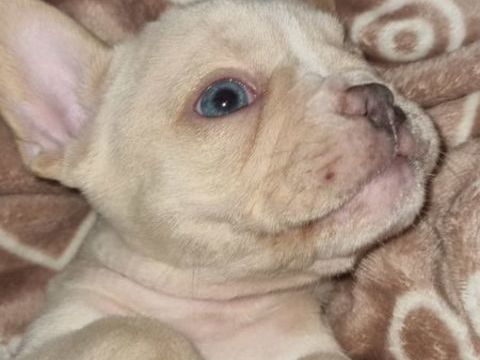 Bulldog couleurs exotiques 1150 31380 Villari�s