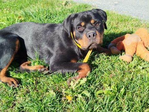 ALI femelle type rottweiler 1 an 250 33230 Coutras