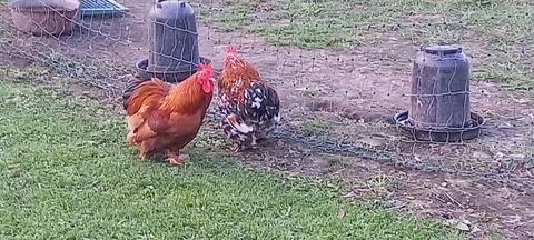 Coq pekin 8 59310 Auchy-lez-orchies