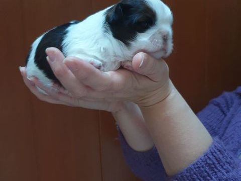 A réservé chiot shih tzu 1000 59124 Escaudain