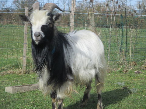 bouc Nain (50cm) , Angora 120 18000 Bourges