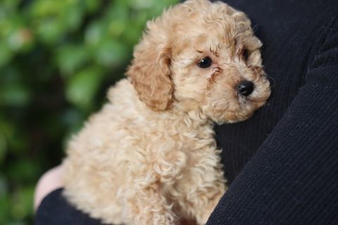 Caniches nains femelle et mâles 1700 35300 Fougres