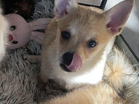 Adorables chiots Pomchi disponibles ???
1300 75011 Paris