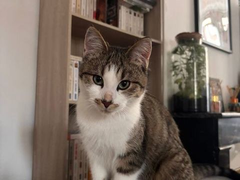 Locky, chat tigr&eacute; et blanc &agrave; adopter 200 18200 Saint-amand-montrond