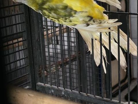 perruche male 60 65390 Aurensan