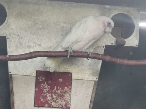 cacatoes a oeil nu 450 71100 Chalon-sur-sane