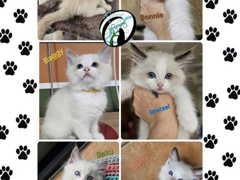 A RESERVER chatons Ragdoll 1600 59670 Noordpeene