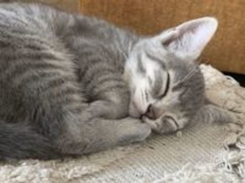   Donne chatons mignons 