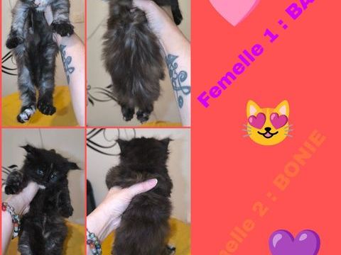 Maine coon loof  1650 77460 Souppes-sur-loing