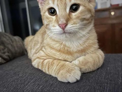 MEZZO, gentil chaton tigr&eacute; roux &agrave; adopter via l'association UMA 160 44650 Leg�