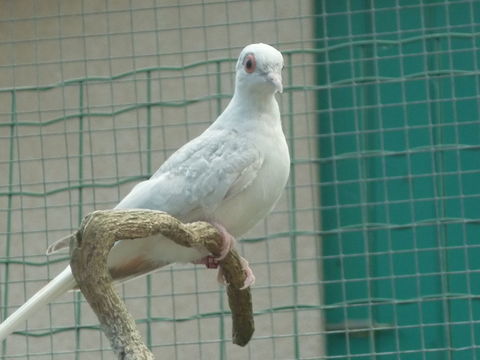 colombes diamants 15 43700 Le monteil