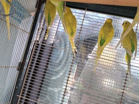 PERUCHES 0 31370 B�rat