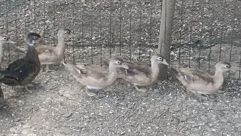 canard carolin d'ornement 60 85140 Saint-martin-des-noyers