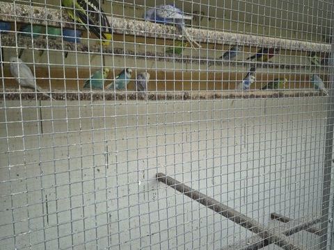 R&eacute;cup&egrave;re perruche, ins&eacute;parable calopsitte 0 93370 Montfermeil