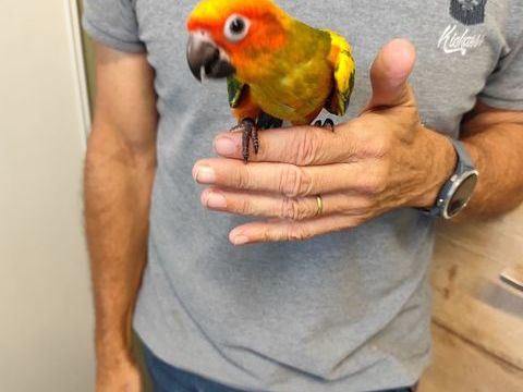 Conures soleil 300 62600 Berck