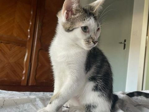 Chaton attend sa nouvelle famille ! 0 44390 Saffré
