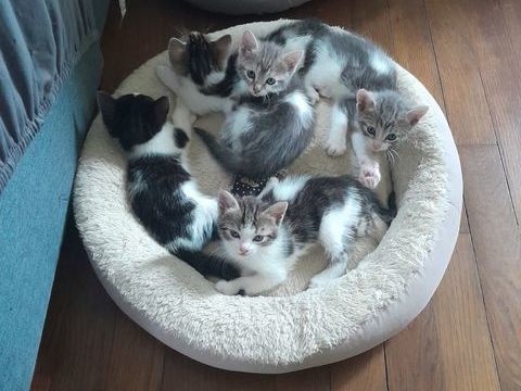 Donne chatons n&eacute;e le 04/04/2026 0 51000 Ch�lons-en-champagne