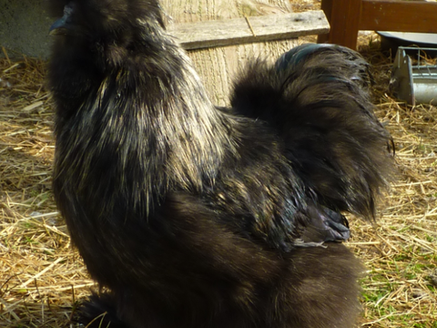 Joli coq Soie noir Juillet 2025 10 36370 Prissac