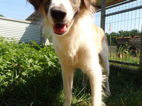 Popeye à l'adoption 300 68000 Colmar