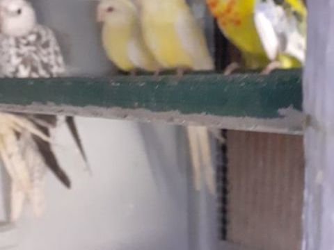 OISEAUX DE CAGES ET DE VOLIÈRES 40 22400 Lamballe