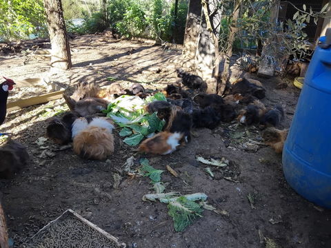 petite boule de poil 5 64220 Lacarre