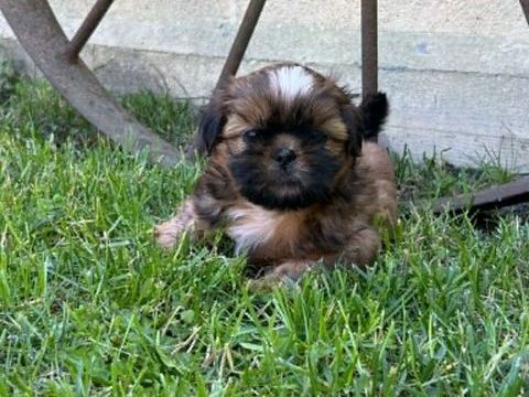 shih tzu 900 59278 Escautpont